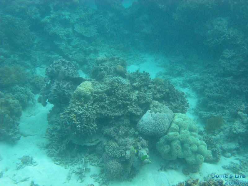 Grande Barriera Corallina 34