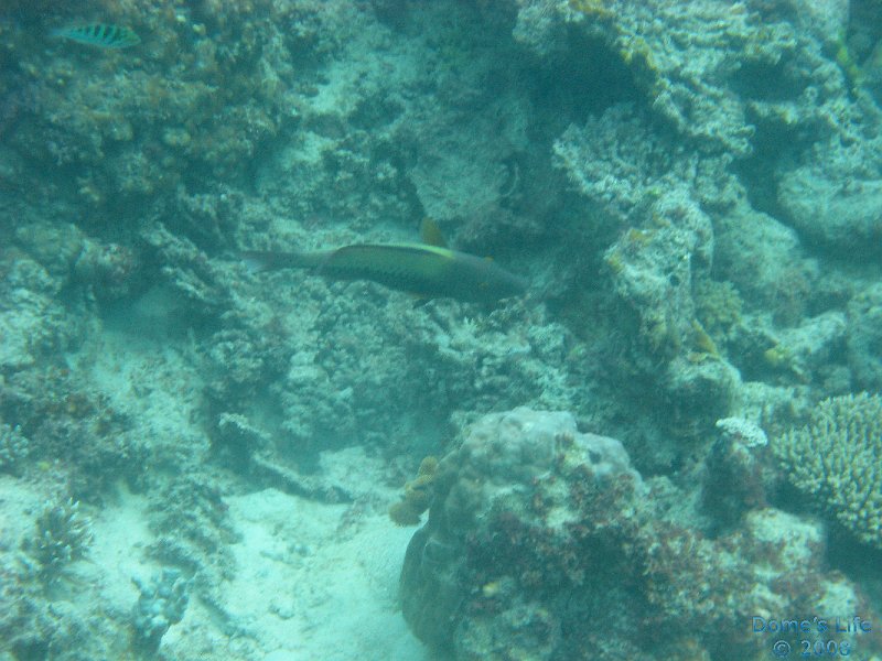 Grande Barriera Corallina 35