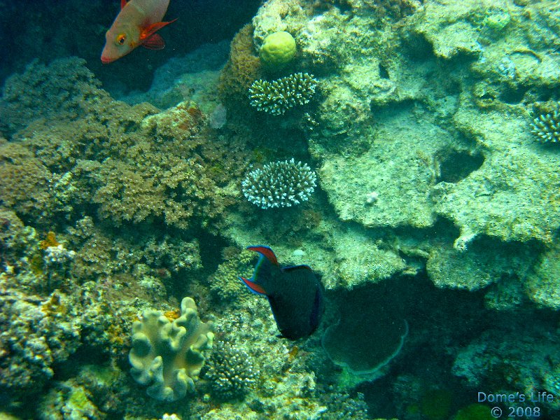Grande Barriera Corallina 36