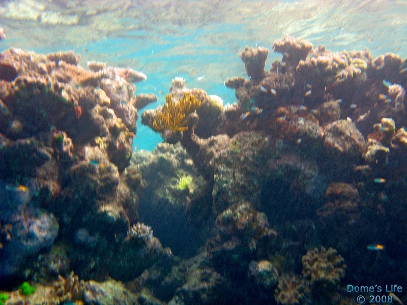 Grande Barriera Corallina 39