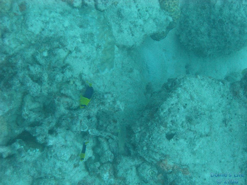 Grande Barriera Corallina 50
