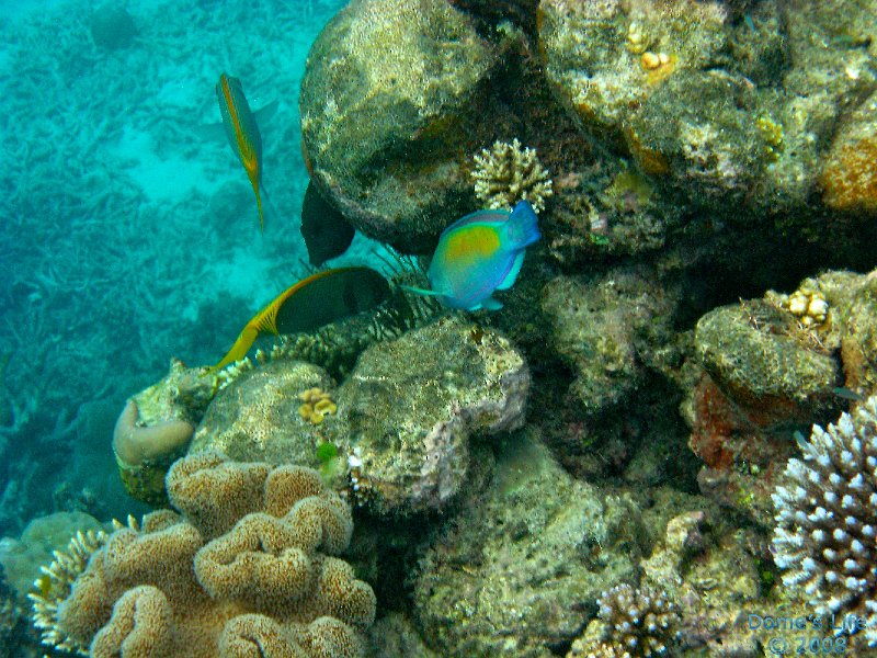 Grande Barriera Corallina 53