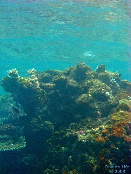 Grande Barriera Corallina 56
