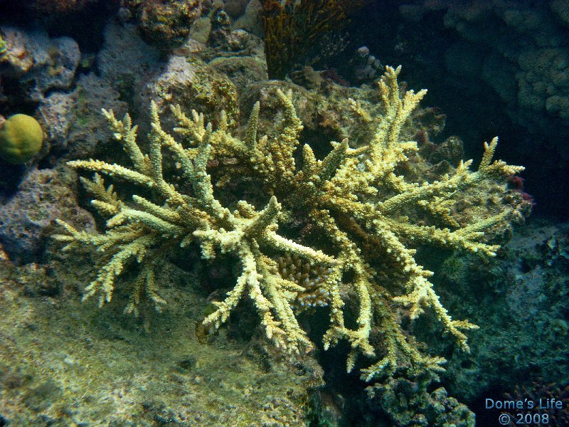 Grande Barriera Corallina 58