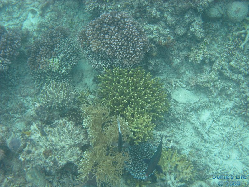 Grande Barriera Corallina 64