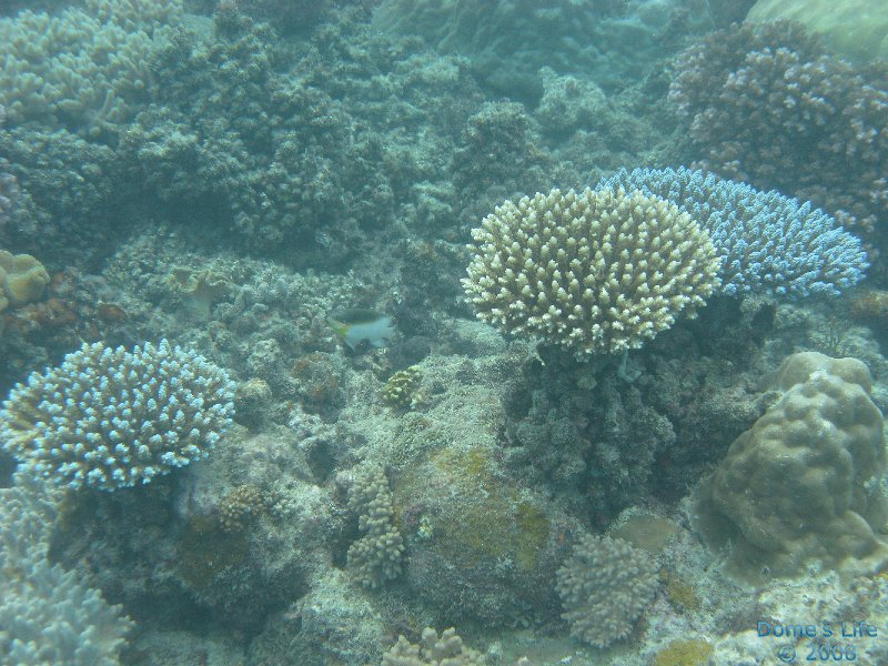 Grande Barriera Corallina 65