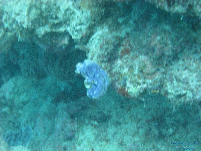 Grande Barriera Corallina 71