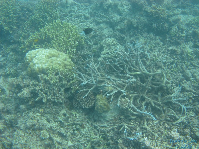 Grande Barriera Corallina 73