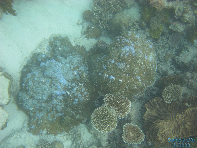 Grande Barriera Corallina 76