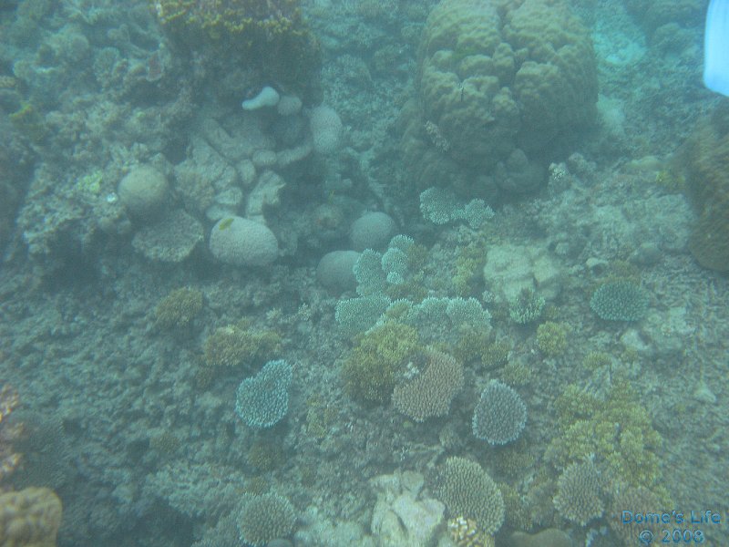 Grande Barriera Corallina 79