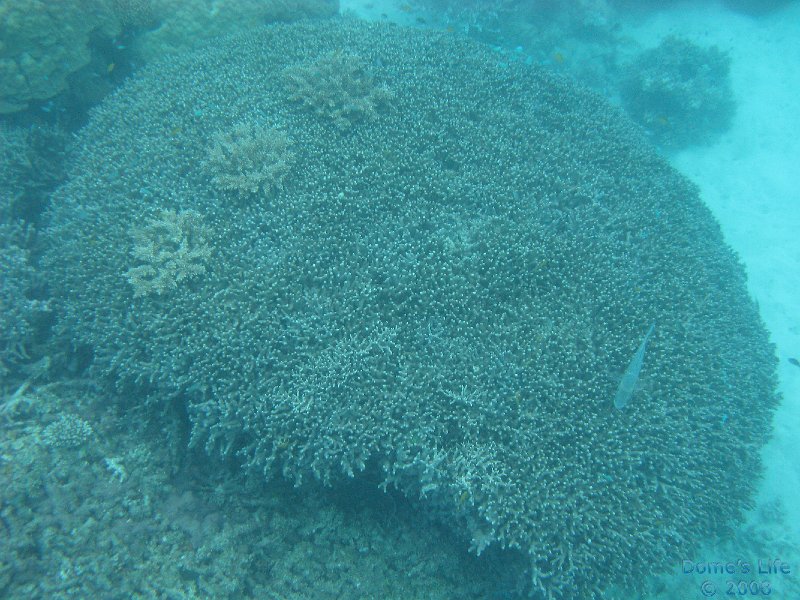 Grande Barriera Corallina 81