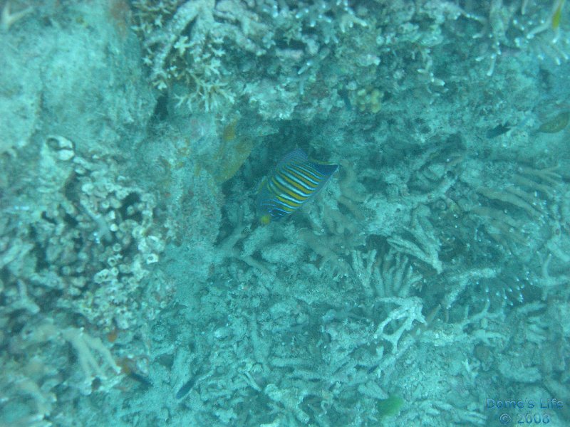 Grande Barriera Corallina 82