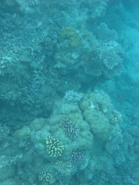 Grande Barriera Corallina 84