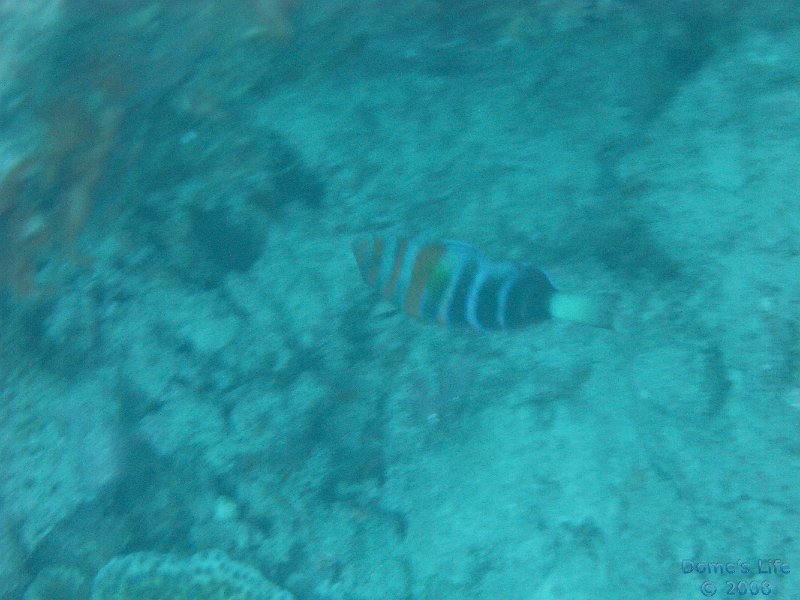 Grande Barriera Corallina 85