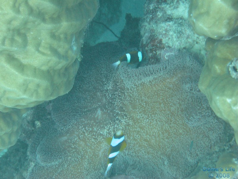 Grande Barriera Corallina 91