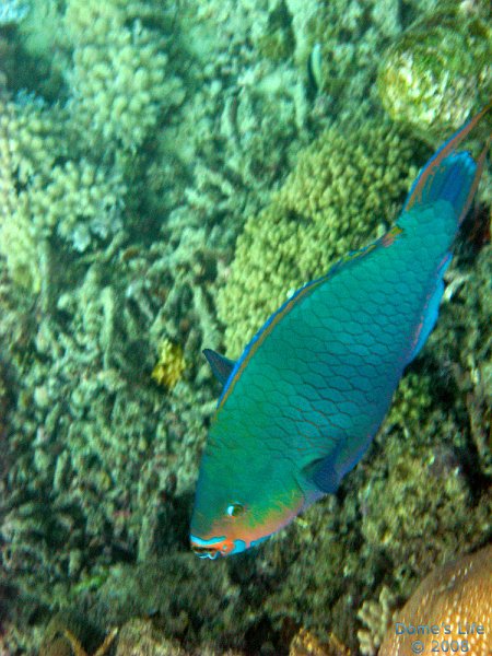 Grande Barriera Corallina 97