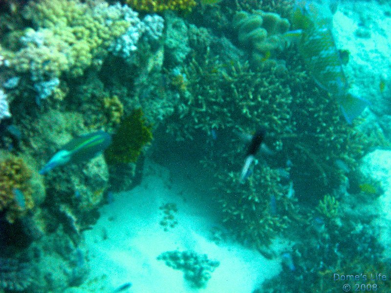 Grande Barriera Corallina 98