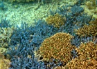 Grande Barriera Corallina_100.jpg