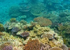 Grande Barriera Corallina_104.jpg