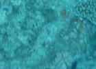 Grande Barriera Corallina_122.jpg