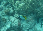 Grande Barriera Corallina_137.jpg