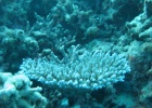 Grande Barriera Corallina_153.jpg