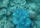 Grande Barriera Corallina_155.jpg