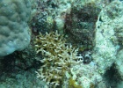 Grande Barriera Corallina_158.jpg