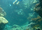 Grande Barriera Corallina_167.jpg