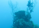 Grande Barriera Corallina_17.jpg