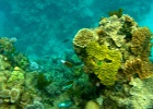 Grande Barriera Corallina_178.jpg