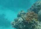 Grande Barriera Corallina_31.jpg