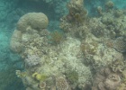Grande Barriera Corallina_32.jpg