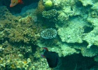 Grande Barriera Corallina_36.jpg