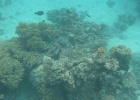 Grande Barriera Corallina_38.jpg