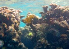 Grande Barriera Corallina_39.jpg