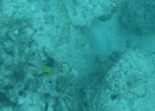 Grande Barriera Corallina_50.jpg