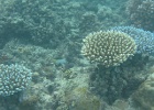 Grande Barriera Corallina_65.jpg