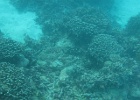 Grande Barriera Corallina_72.jpg