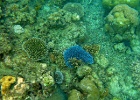 Grande Barriera Corallina_96.jpg