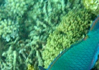 Grande Barriera Corallina_97.jpg